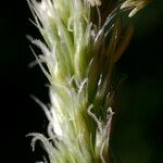 Sesleria argentea Flower