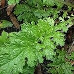 Senecio doria Leaf