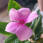 Catharanthus roseusFlower