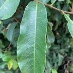 Barteria nigritana Leaf