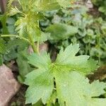 Ribes aureum 葉