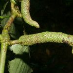 Piper prismaticum Fruit