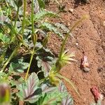 Monsonia longipes Fruit