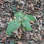 Collinsonia canadensis Hàbitat