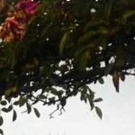 Robinia hispida Flower
