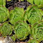 Sempervivum grandiflorum Fuelha