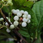 Callicarpa bodinieri 果實