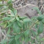 Campylanthus glaber List