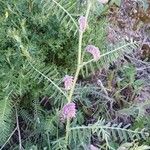 Vicia incana 花