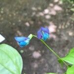 Lathyrus vernus Flower