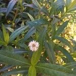 Alternanthera philoxeroides Flower