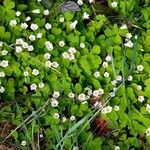 Oxalis acetosella Habitus