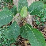 Ficus guaranitica