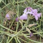 Matthiola sinuata Blodyn