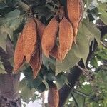 Brachychiton discolor Fruit