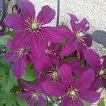 Clematis viticella Цветок