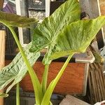 Alocasia macrorrhizos Ліст