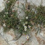 Erigeron elmeri