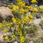 Jacobaea erucifoliaFlower