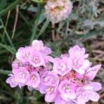 Armeria maritimaKvet