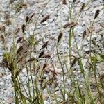 Carex frigida Libunga