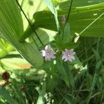 Epilobium glaberrimum 花