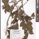 Eugenia congolensis その他の提案