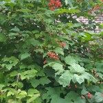 Viburnum opulusФрукт