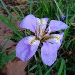Iris unguicularis 花