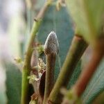 Cunonia pulchella Fruto
