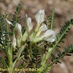 Astragalus greuteri Habitus