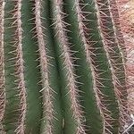 Ferocactus pilosus Leaf