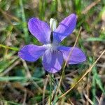 Viola caninaFlower