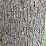 Liquidambar formosana 樹皮