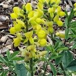 Thermopsis lanceolata Blüte