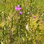 Calopogon tuberosus Kvet