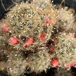Mammillaria prolifera Συνήθη χαρακτηριστικά