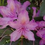 Rhododendron ponticumBlüte