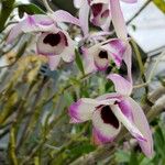 Dendrobium nobile 花