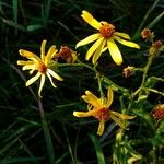 Jacobaea erratica 花