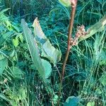 Rumex aquaticus Leaf