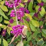 Callicarpa bodinieri Плід