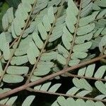 Albizia carbonaria Feuille