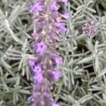 Lavandula × intermedia Flower