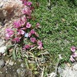 Trifolium nanum
