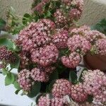 Sedum telephium Flower
