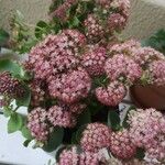 Sedum telephium Fleur