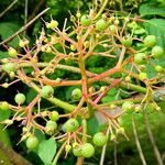 Cornus macrophylla Ffrwyth