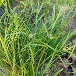 Carex grayi आदत