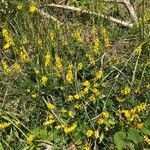 Cytisus nigricans Habit